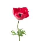 Sasanka - byliny wieloletnie