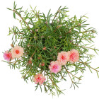 Portulaka - rośliny jednoroczne