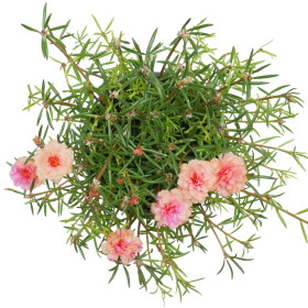 Portulaka - rośliny jednoroczne
