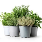 Zioła i rośliny lecznicze