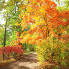 Drzewa liściaste, krzewy