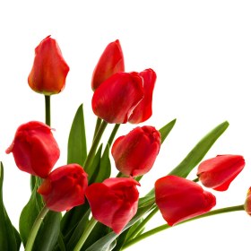 Jesienne cebulowe – tulipany, narcyzy i czosnki ozdobne