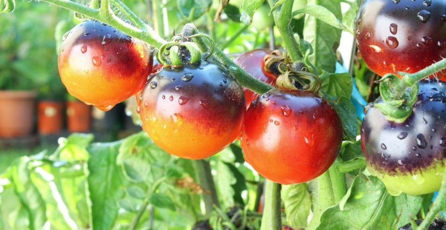 Na co należy zwrócić uwagę podczas uprawy pomidorów