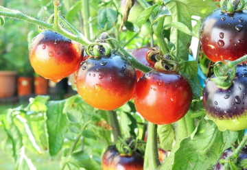 Na co należy zwrócić uwagę podczas uprawy pomidorów