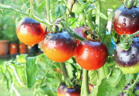 Na co należy zwrócić uwagę podczas uprawy pomidorów