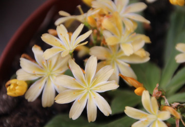 Kotyledon – piękna roślina, która ożywi Twój dom  
