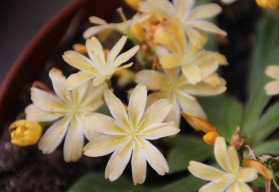 Kotyledon – piękna roślina, która ożywi Twój dom  