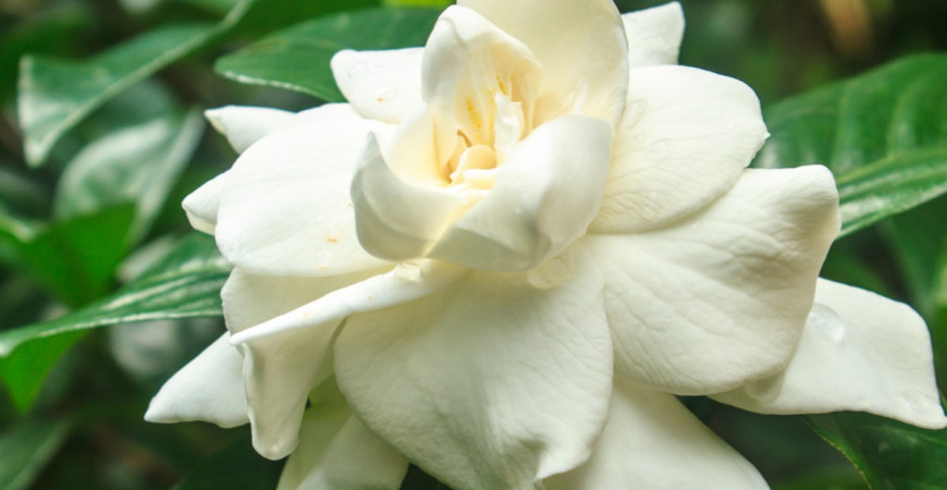 Gardenia – roślina o urzekających kwiatach
