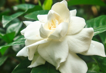 Gardenia – roślina o urzekających kwiatach