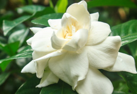 Gardenia – roślina o urzekających kwiatach