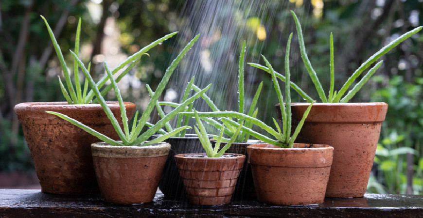 Wyhoduj aloes z nasion