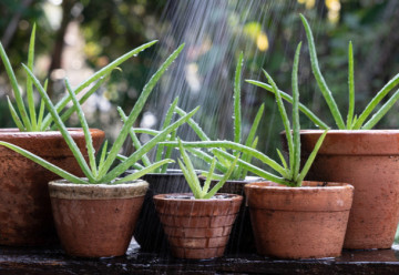 Wyhoduj aloes z nasion