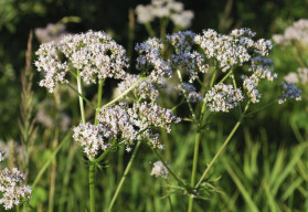 Przyjemny smak, kojący zapach, aromatyczna herbata przyniesie ulgę – zioła, które pomogą w przypadku dolegliwości trawiennych