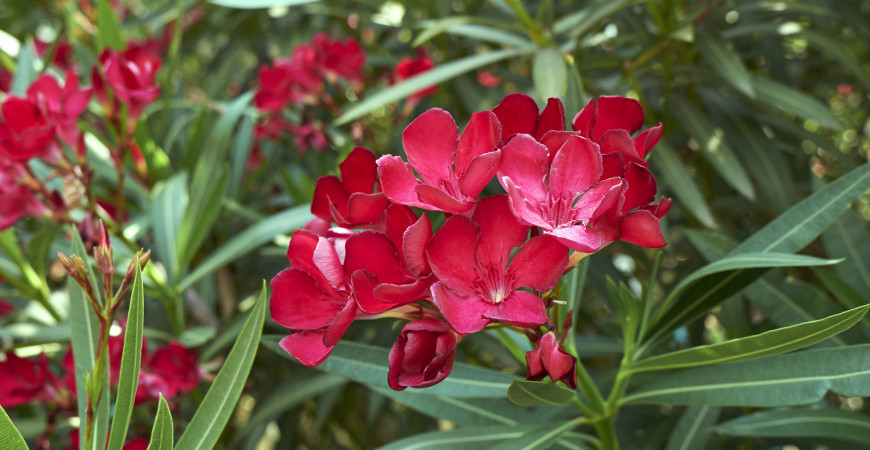 Piękna, atrakcyjna, ale niebezpieczna roślina – oleander