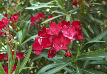 Piękna, atrakcyjna, ale niebezpieczna roślina – oleander