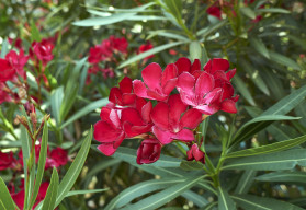 Piękna, atrakcyjna, ale niebezpieczna roślina – oleander