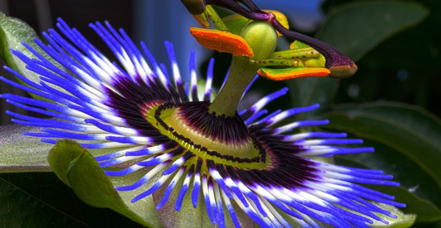 Passiflora, piękna roślina pnąca, która dobrze czuje się nawet w naszych mieszkaniach