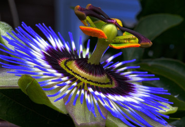 Passiflora, piękna roślina pnąca, która dobrze czuje się nawet w naszych mieszkaniach