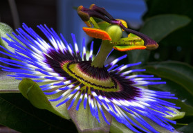 Passiflora, piękna roślina pnąca, która dobrze czuje się nawet w naszych mieszkaniach