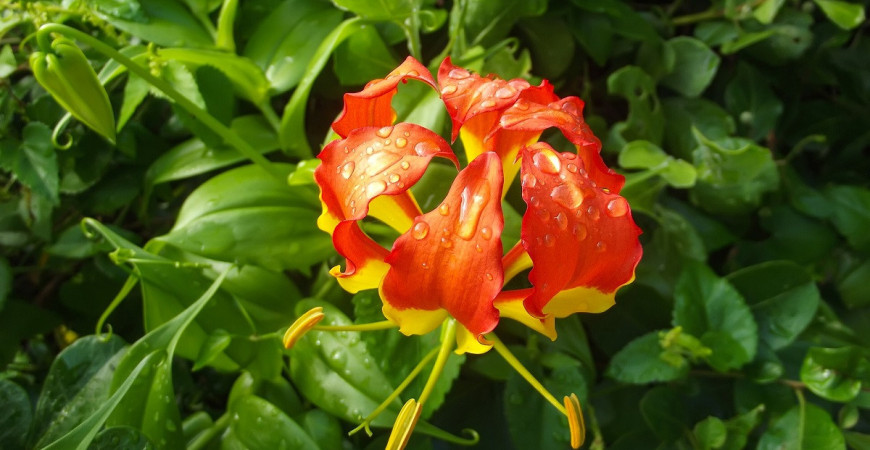 Gloriosa splendens, tropikalna pnącza domowa 