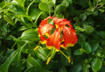 Gloriosa splendens, tropikalna pnącza domowa 