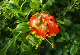 Gloriosa splendens, tropikalna pnącza domowa 