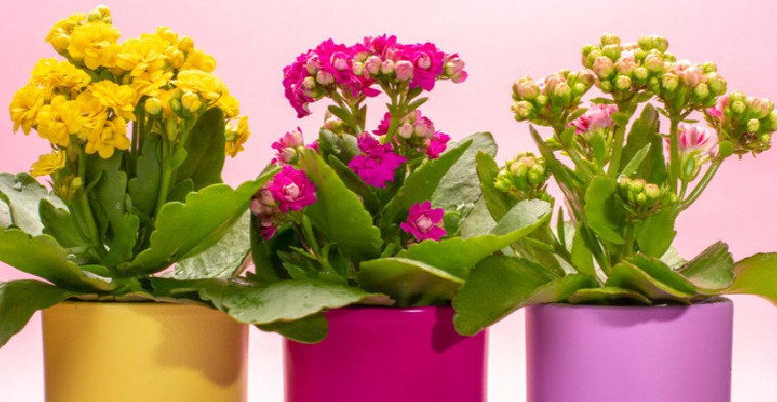 Zima nie sprzyja pięknu żywych kwiatów 