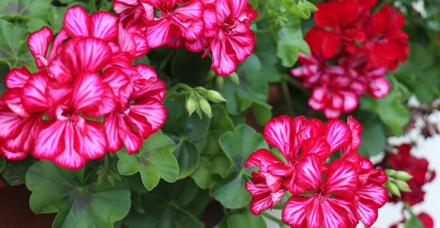 Po zakończeniu sezonu nie musicie wyrzucać pelargonii 