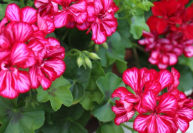 Po zakończeniu sezonu nie musicie wyrzucać pelargonii 