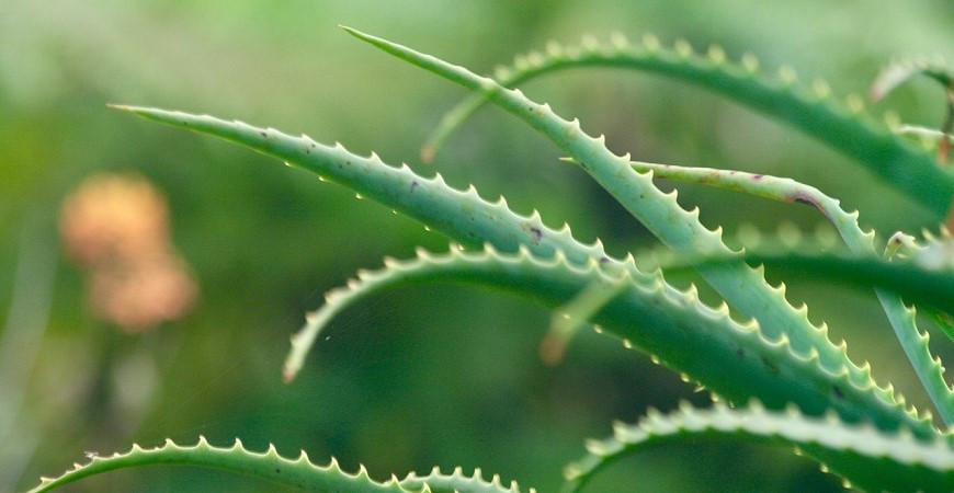 Naturalna apteka i kosmetyki ekologiczne prosto do Twojego domu – oto aloes