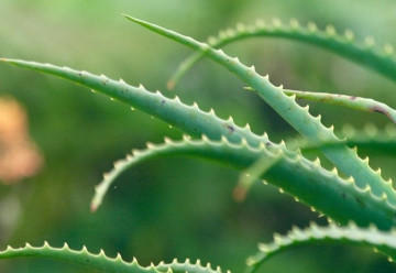 Naturalna apteka i kosmetyki ekologiczne prosto do Twojego domu – oto aloes