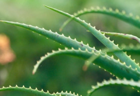 Naturalna apteka i kosmetyki ekologiczne prosto do Twojego domu – oto aloes