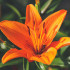 Jednymi z najpiękniejszych roślin cebulowych są lilie; sadzimy je od końca sierpnia 