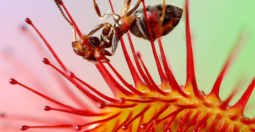Jak uprawiać rosiczki (Drosera) 