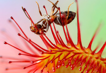 Jak uprawiać rosiczki (Drosera) 