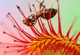 Jak uprawiać rosiczki (Drosera) 