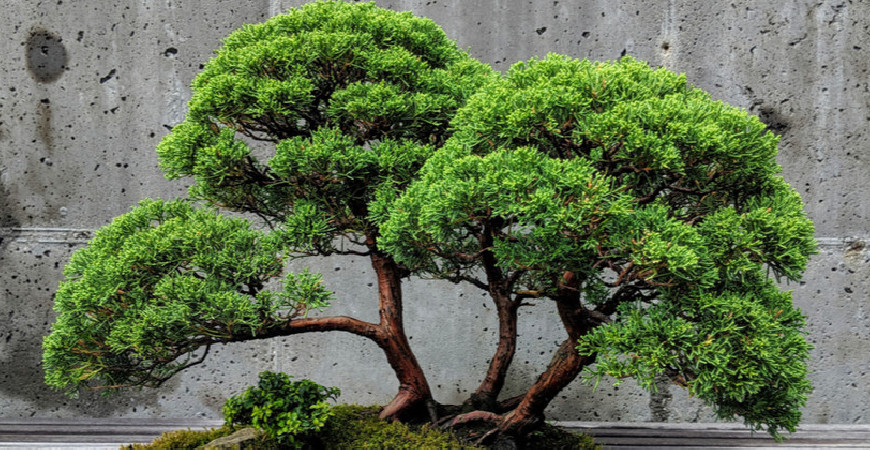 Pielęgnacja bonsai pod koniec lata