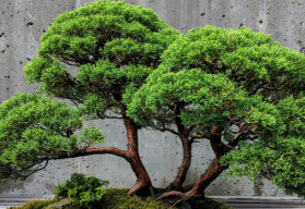 Pielęgnacja bonsai pod koniec lata