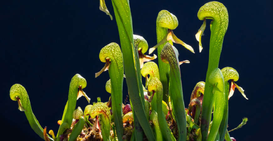 Niezwykła darlingtonia