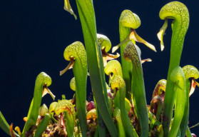Niezwykła darlingtonia