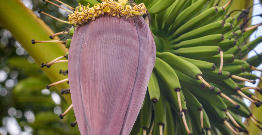 Bananiowiec Dwarf Cawendish (Musa Dwarf Cawendish)