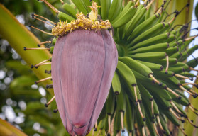 Bananiowiec Dwarf Cawendish (Musa Dwarf Cawendish)