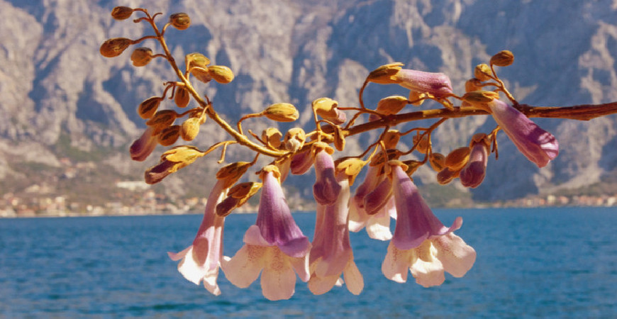 Paulownia filcowa, znana również jako drzewo cesarskie