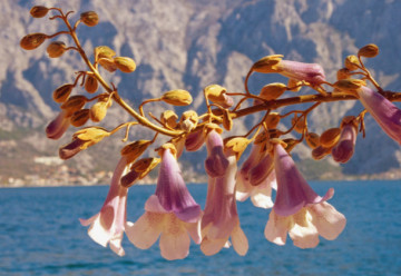 Paulownia filcowa, znana również jako drzewo cesarskie
