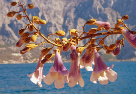 Paulownia filcowa, znana również jako drzewo cesarskie