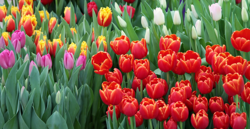 Tulipany – uprawa i historia