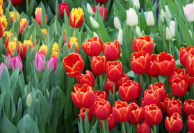 Tulipany – uprawa i historia