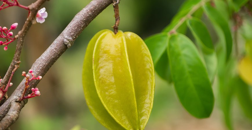 Karambola – nieznany, gwiaździsty owoc