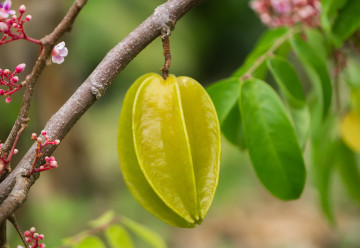 Karambola – nieznany, gwiaździsty owoc