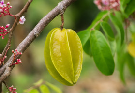 Karambola – nieznany, gwiaździsty owoc